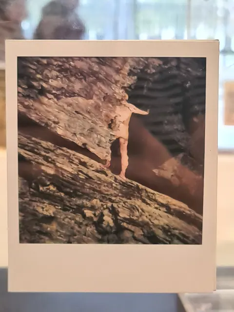Polaroid1.jpg