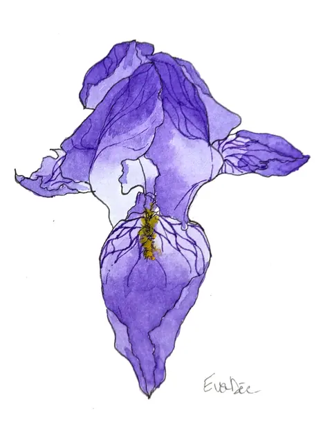 EVA DMITRENKO. IRIS (PETIT)
