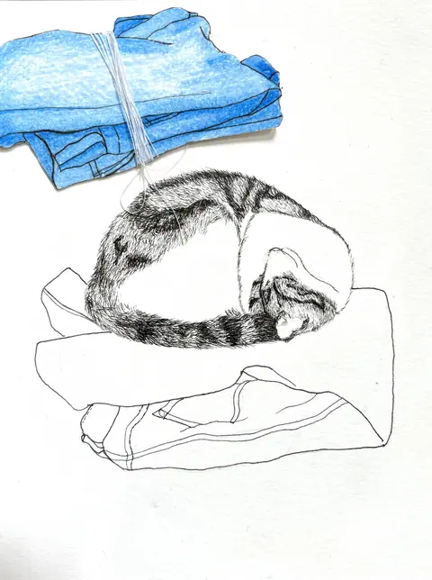 The Cat and The clothes. Eva Dmitrenko