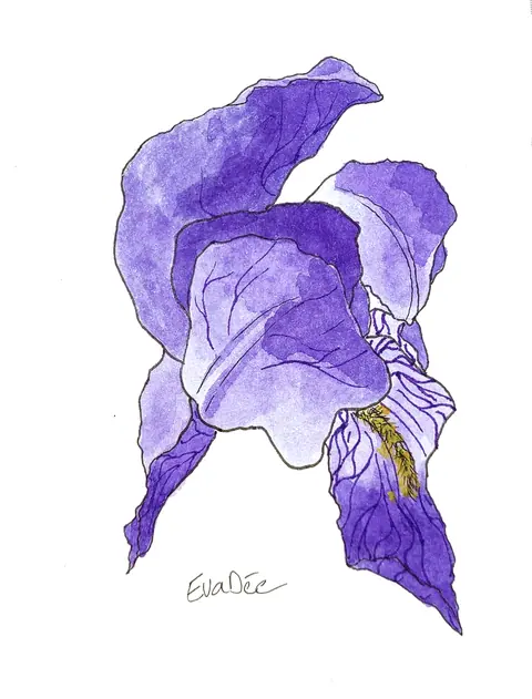 EVA DMITRENKO. IRIS (PETIT)