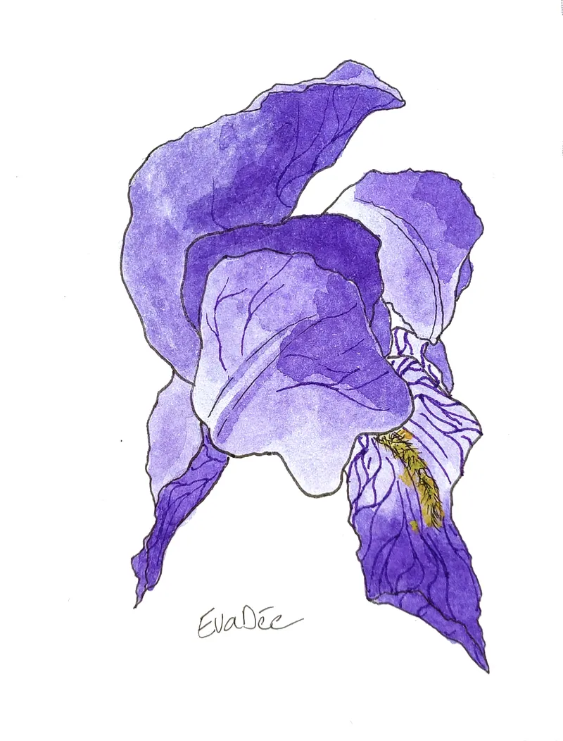 EVA DMITRENKO. IRIS (PETIT)
